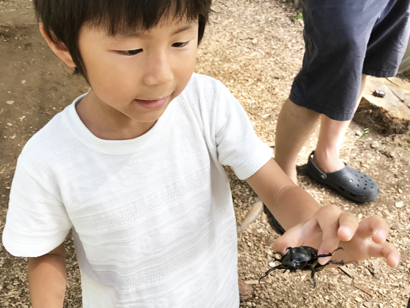 石川県ふれあい昆虫館カブトムシ